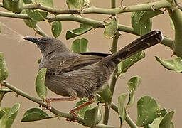 Grey Wren-Warbler