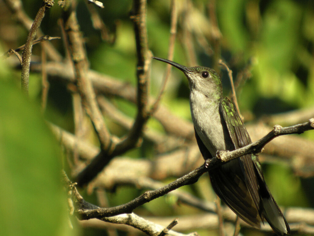 Grey-breasted Sabrewing