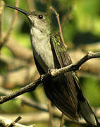 Grey-breasted Sabrewing