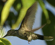 Grey-breasted Sabrewing