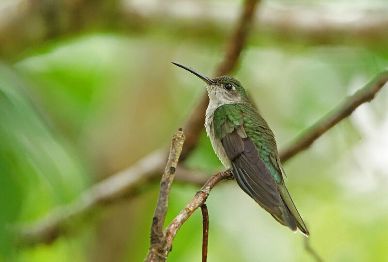 Grey-breasted Sabrewing