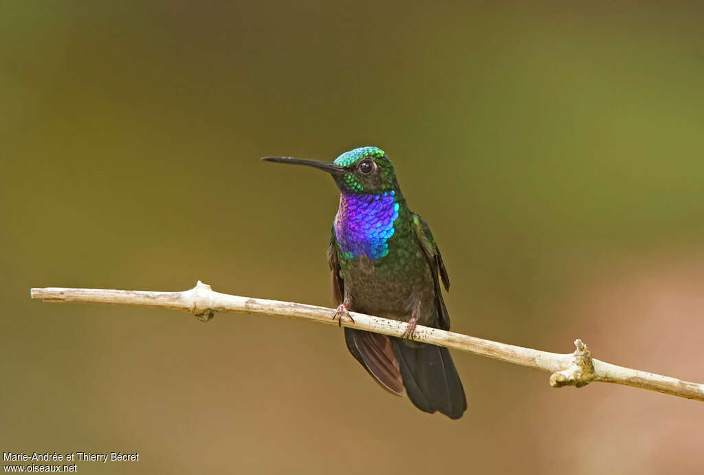 Napo Sabrewing male adult, close-up portrait