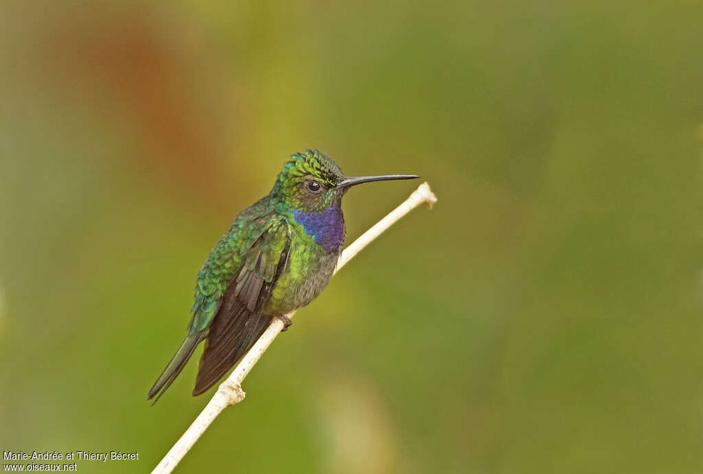 Napo Sabrewing male adult, identification