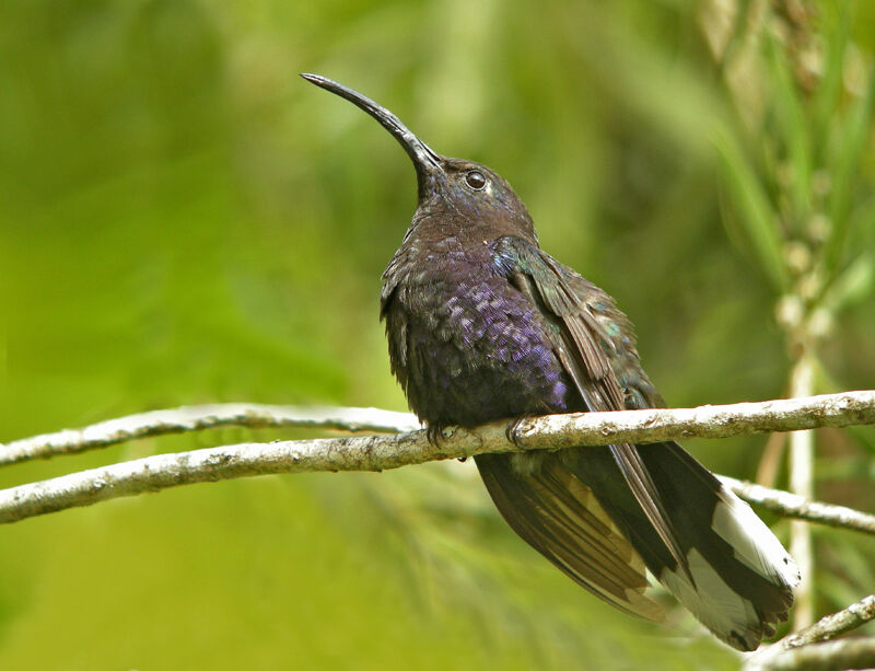 Campyloptère violet