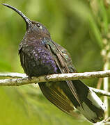 Violet Sabrewing