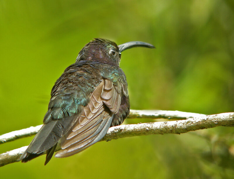 Violet Sabrewing