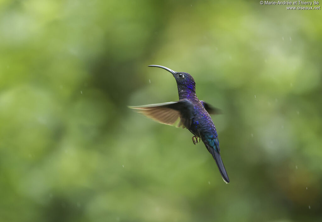 Campyloptère violet
