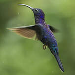 Campyloptère violet