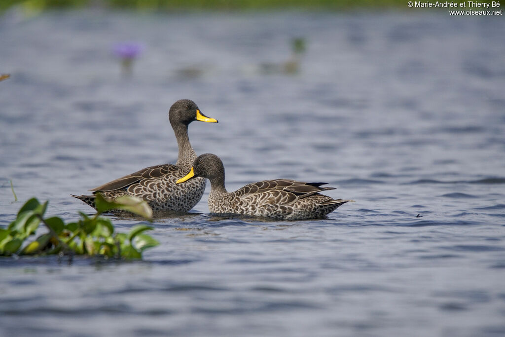 Canard à bec jauneadulte