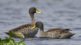 Yellow-billed Duck