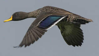 Yellow-billed Duck