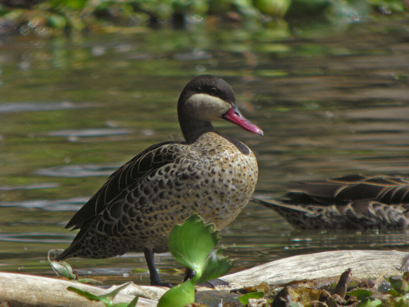 Canard à bec rouge