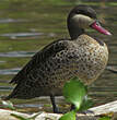 Canard à bec rouge