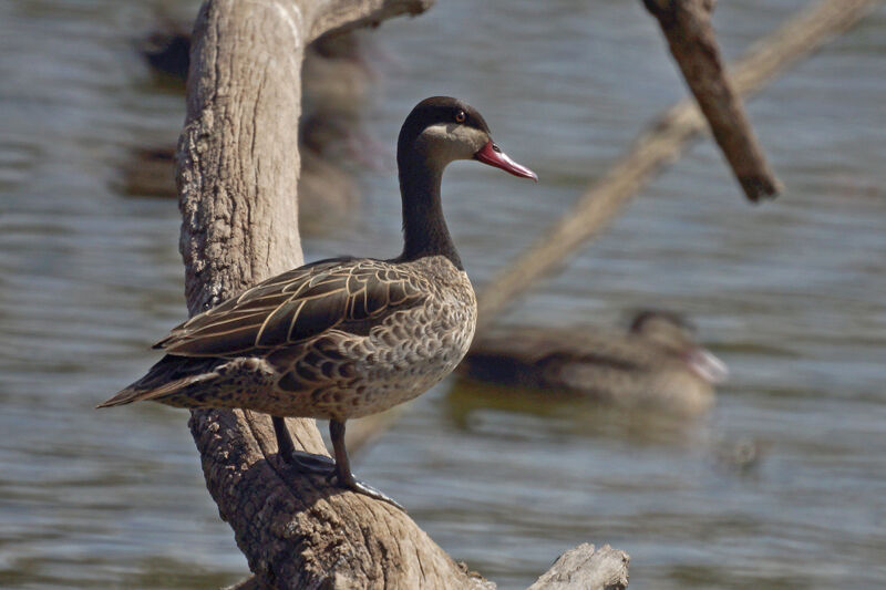 Canard à bec rouge