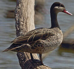 Canard à bec rouge