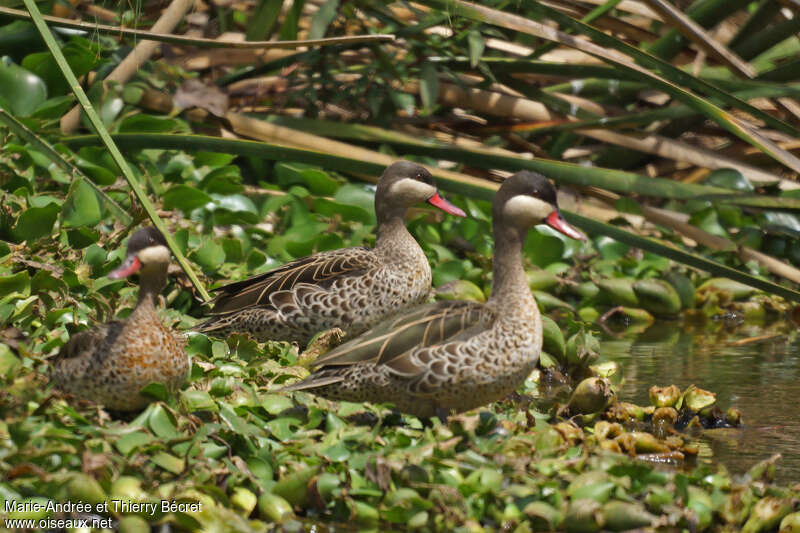 Red-billed Tealadult