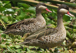 Canard à bec rouge