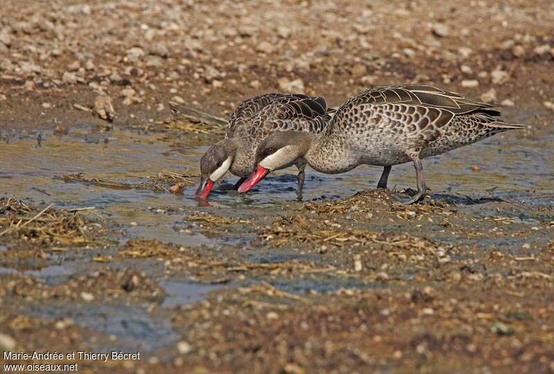 Red-billed Tealadult, eats