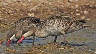 Canard à bec rouge