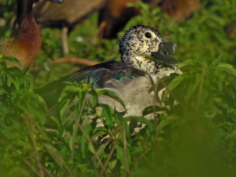 Knob-billed Duck