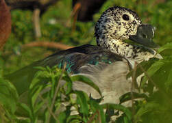 Knob-billed Duck