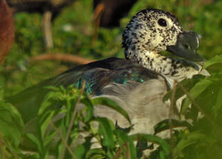 Canard à bosse