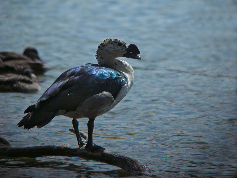 Knob-billed Duck