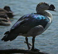 Knob-billed Duck