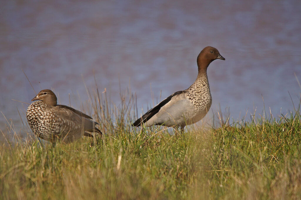 Canard à crinièreadulte