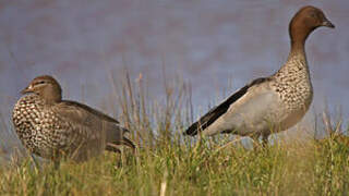 Maned Duck