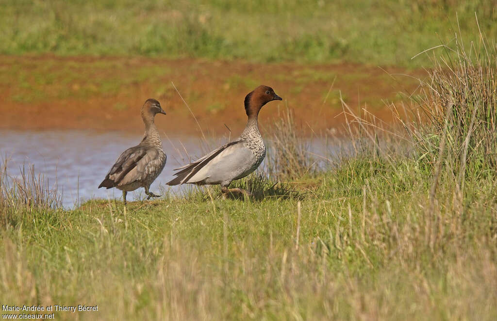 Canard à crinièreadulte, Comportement