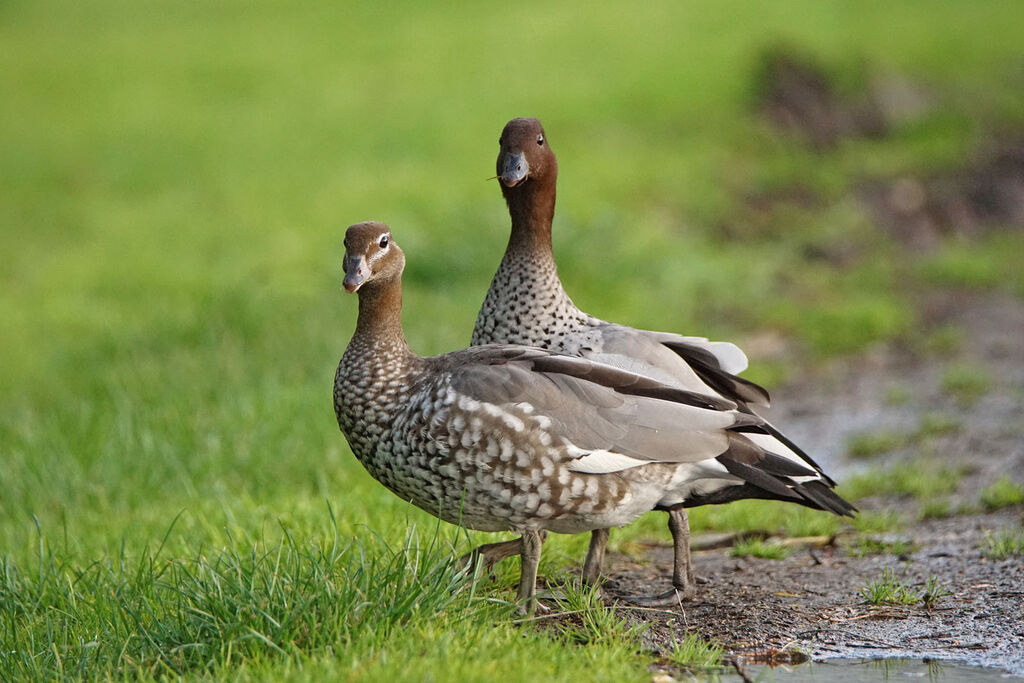 Maned Duckadult