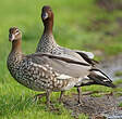 Canard à crinière