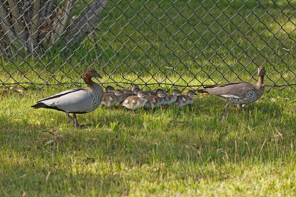 Canard à crinière