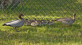 Canard à crinière