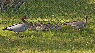 Maned Duck