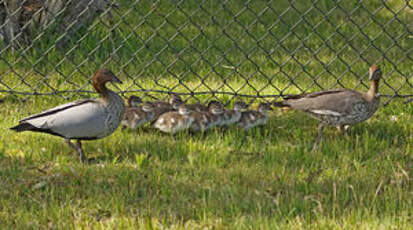 Canard à crinière