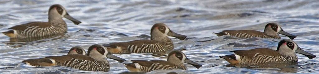 Pink-eared Duck