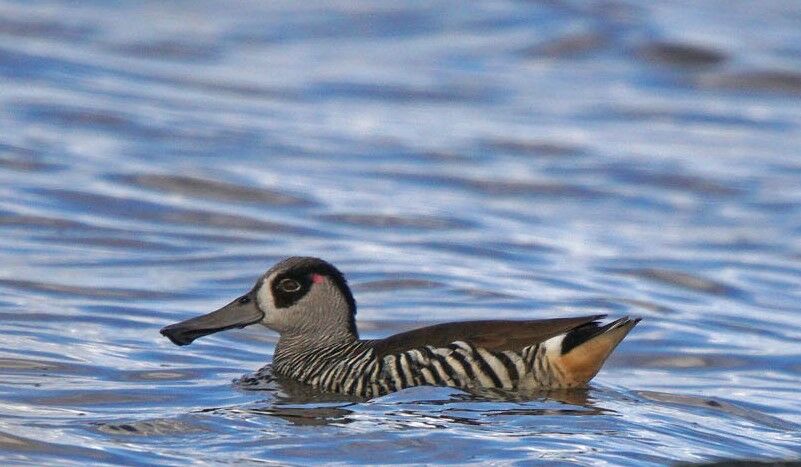 Pink-eared Duck