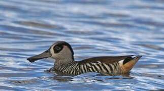 Pink-eared Duck