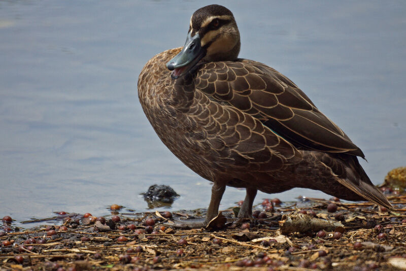 Pacific Black Duck