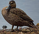 Canard à sourcils