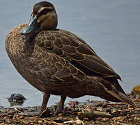 Pacific Black Duck