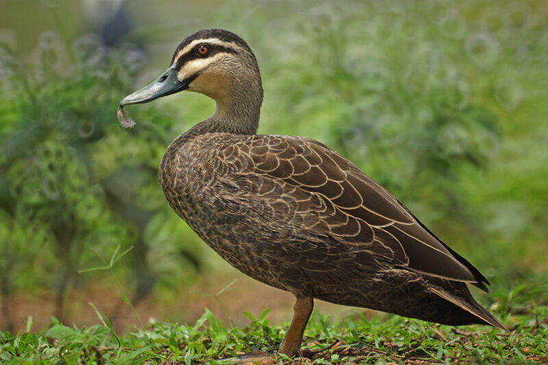 Canard à sourcils