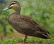 Pacific Black Duck