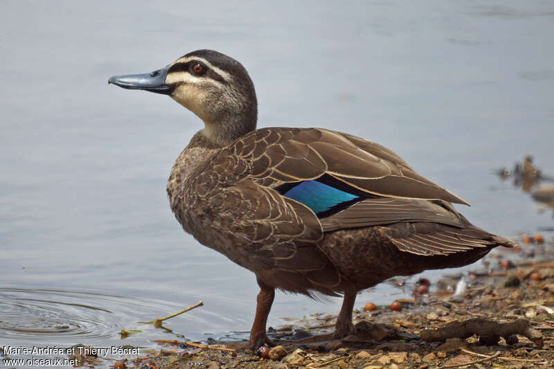 Canard à sourcils mâle adulte, identification