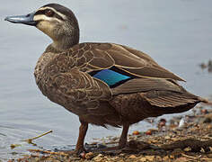 Canard à sourcils