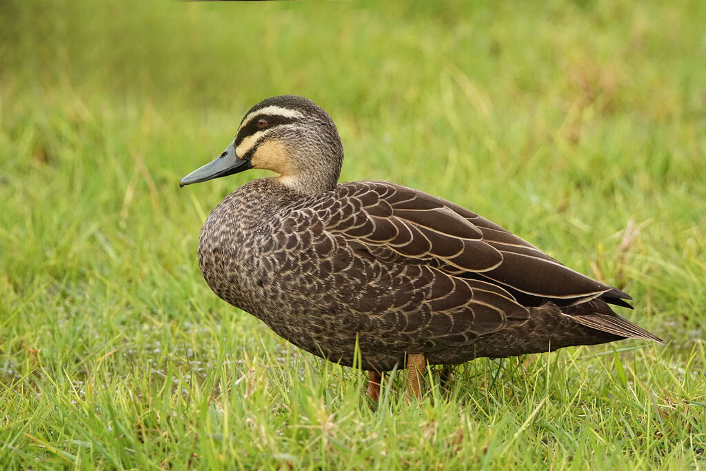 Canard à sourcils