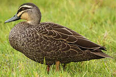 Canard à sourcils