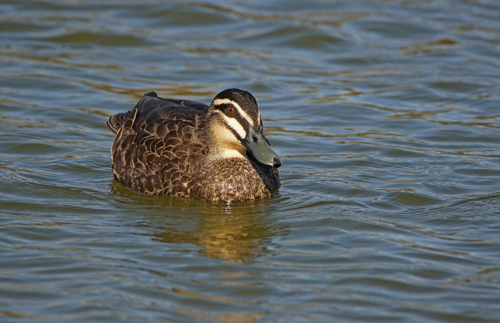 Canard à sourcils